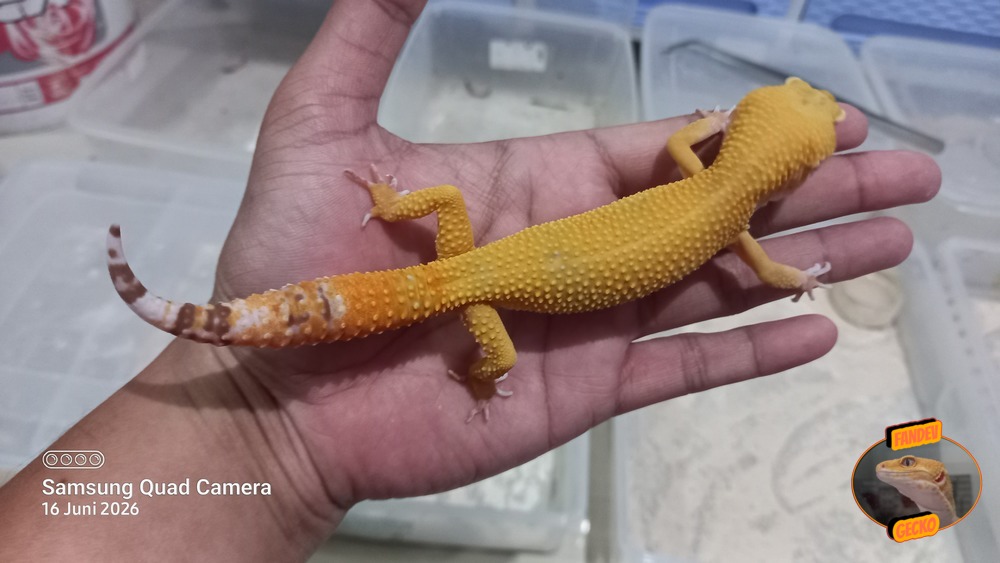 Sunglow Tremper p Giant Albino