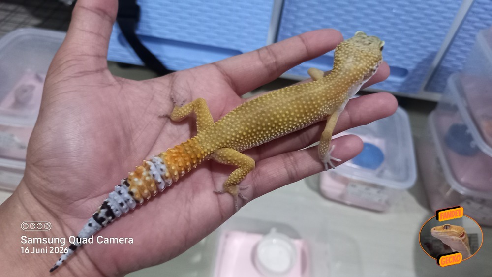 SHTCT p Giant h Tremper