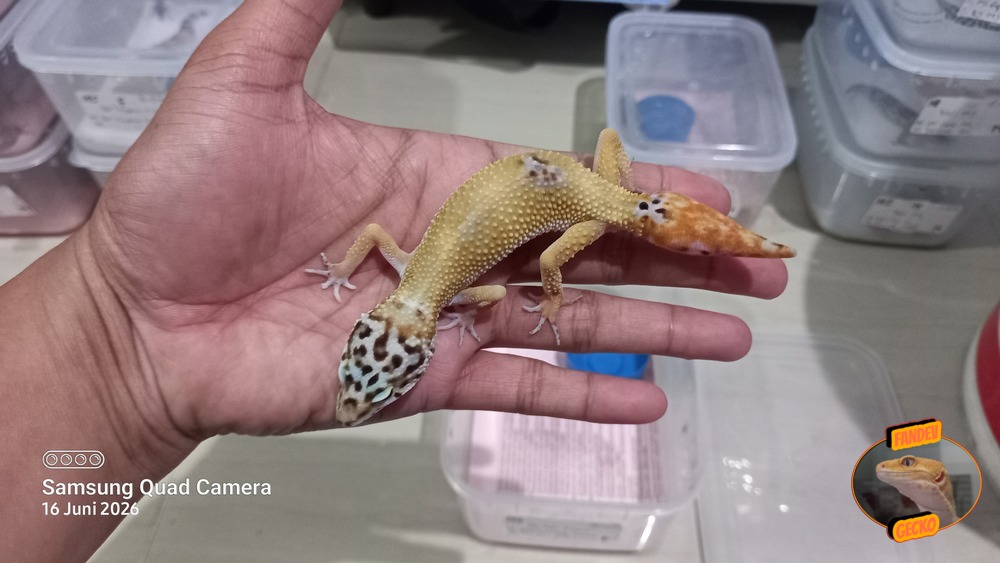 Blacknight Hypo Tangerine p Giant h Tremper