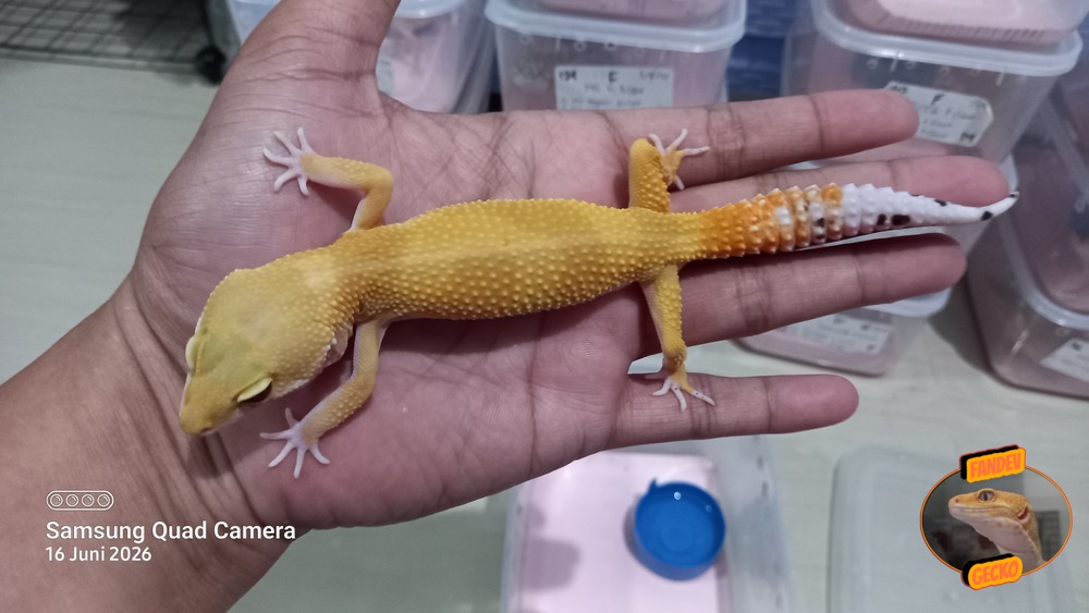 SHTCTB p Giant h Tremper