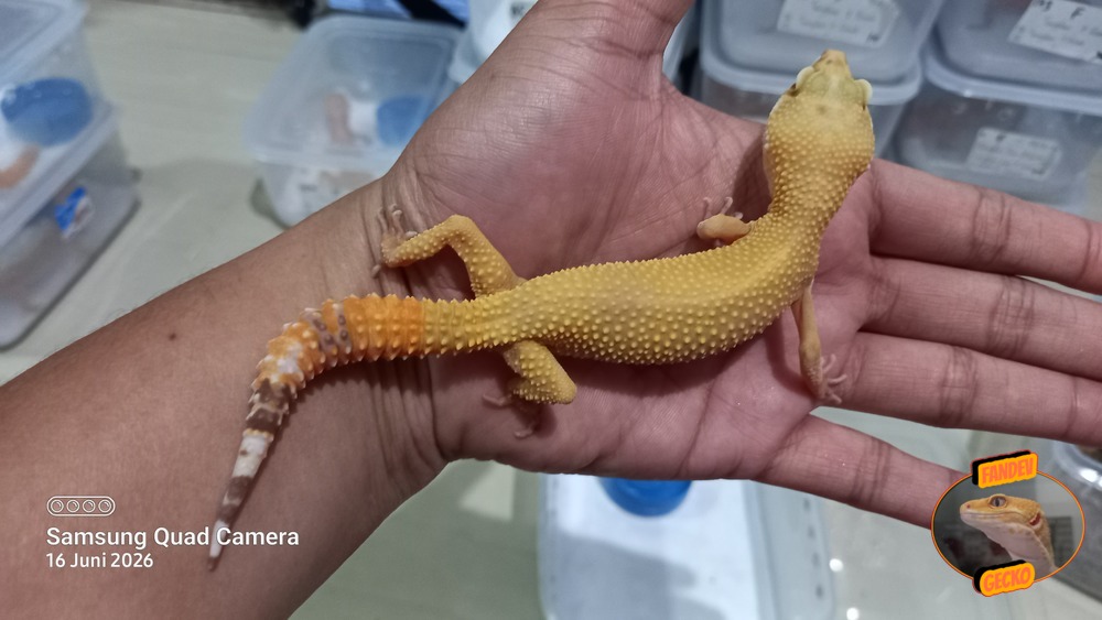 Sunglow Tremper p Giant Albino