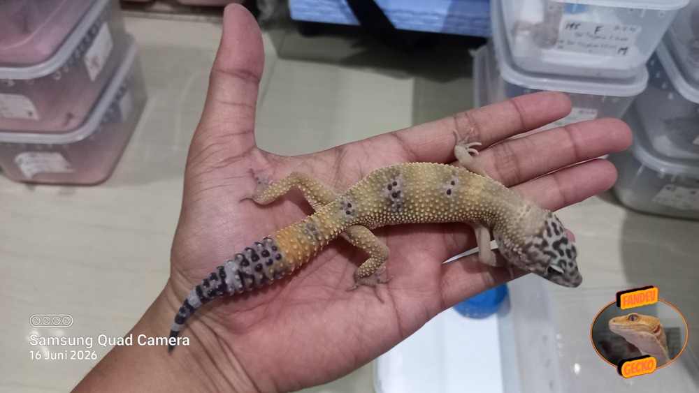 Blacknight Hypo Tangerine p Giant h Tremper