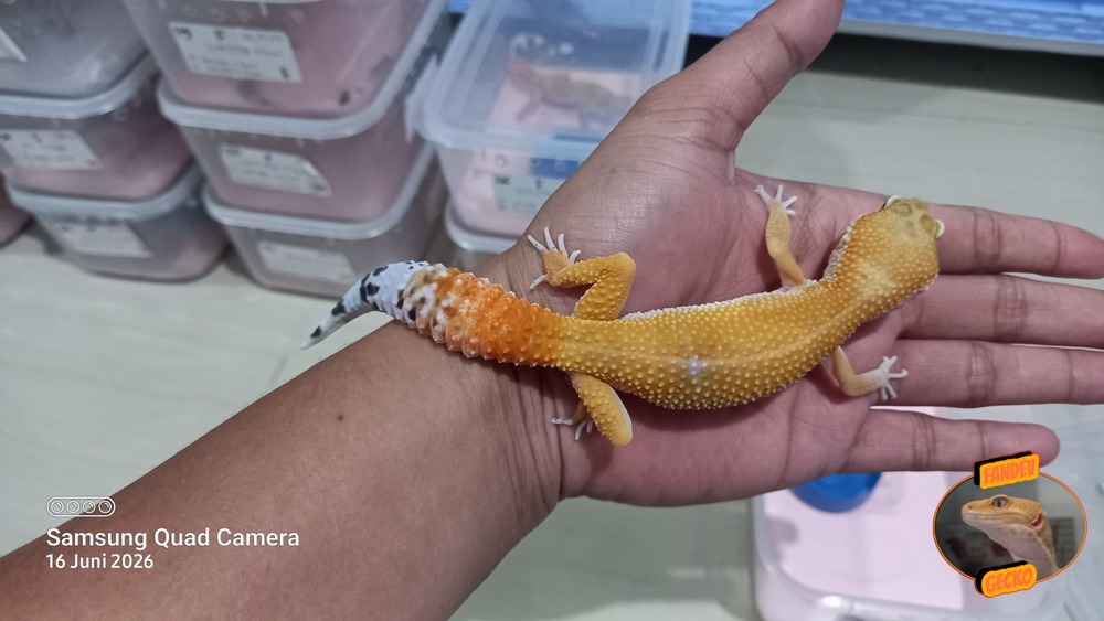 SHTCTB p Giant h Tremper