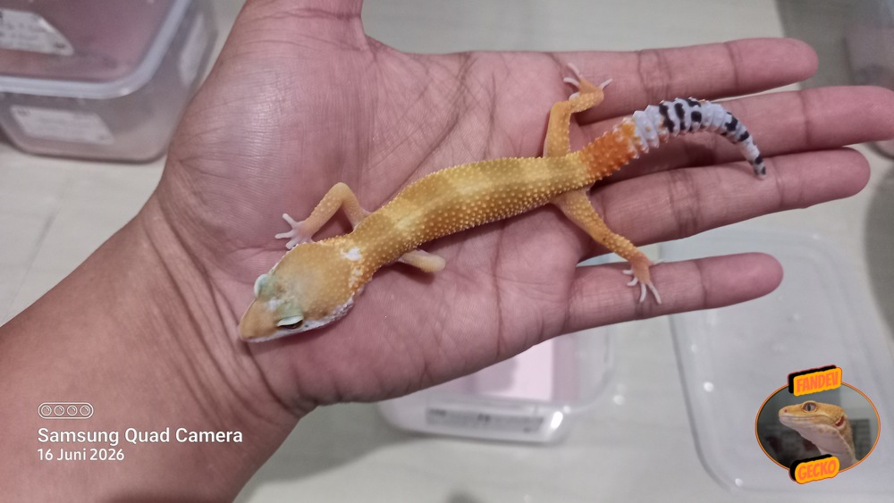SHTCTB p Giant h Tremper