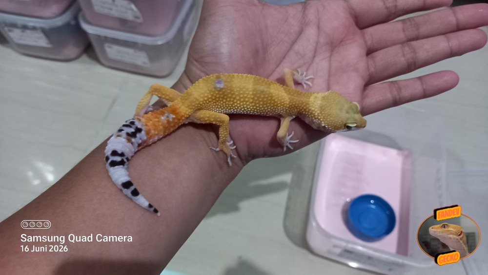 Sunglow Tremper Lavender p Giant Albino