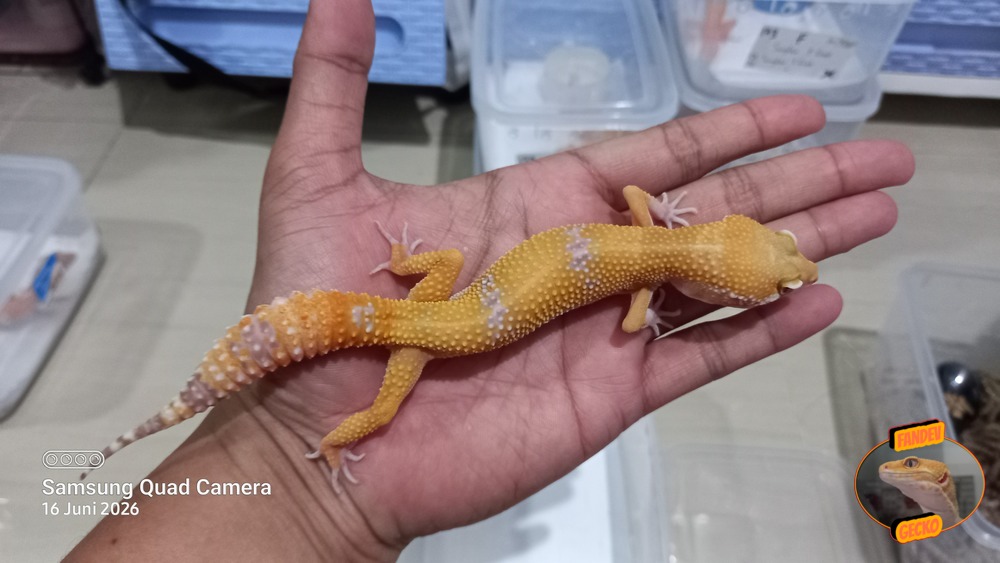 Sunglow Tremper Lavender p Giant Albino