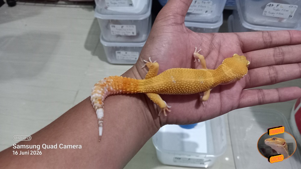 Sunglow Tremper p Giant Albino