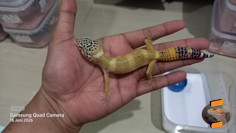 Blacknight Hypo Tangerine p Giant h Tremper