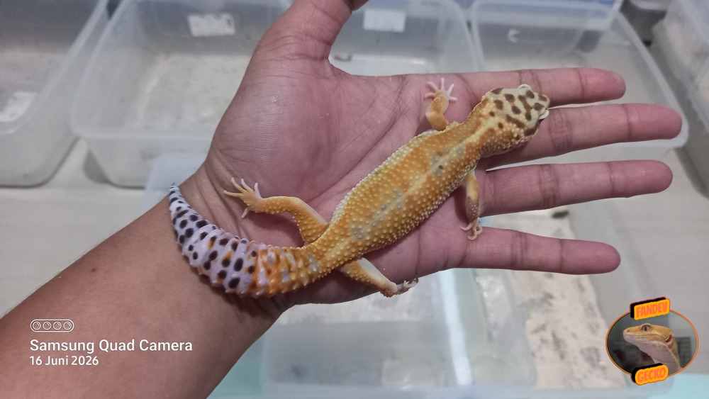 Hypo Emerine h Eclipse ph Tremper 