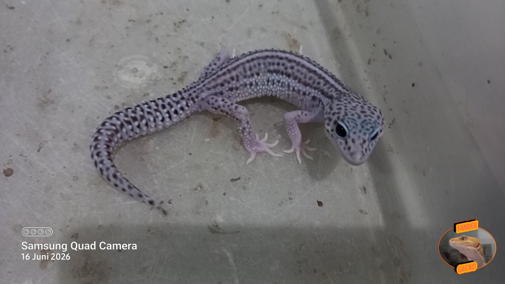 Super Snow Eclipse (Pied) h Tremper