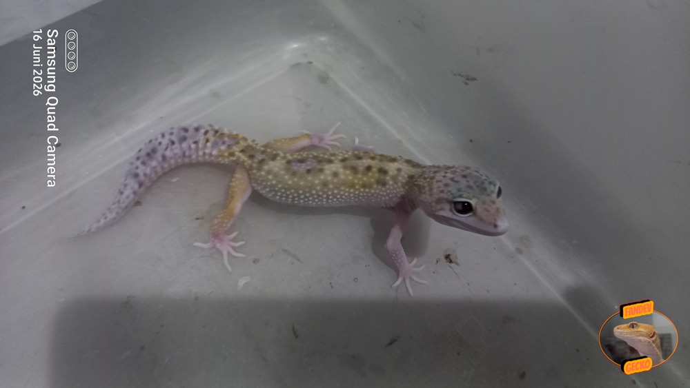 Macksnow Eclipse h Tremper