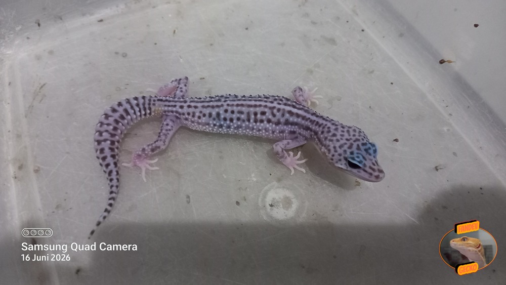Super Snow Eclipse (Pied) h Tremper