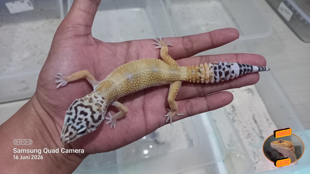 Blacknight Hypo Tangerine p Giant h Tremper