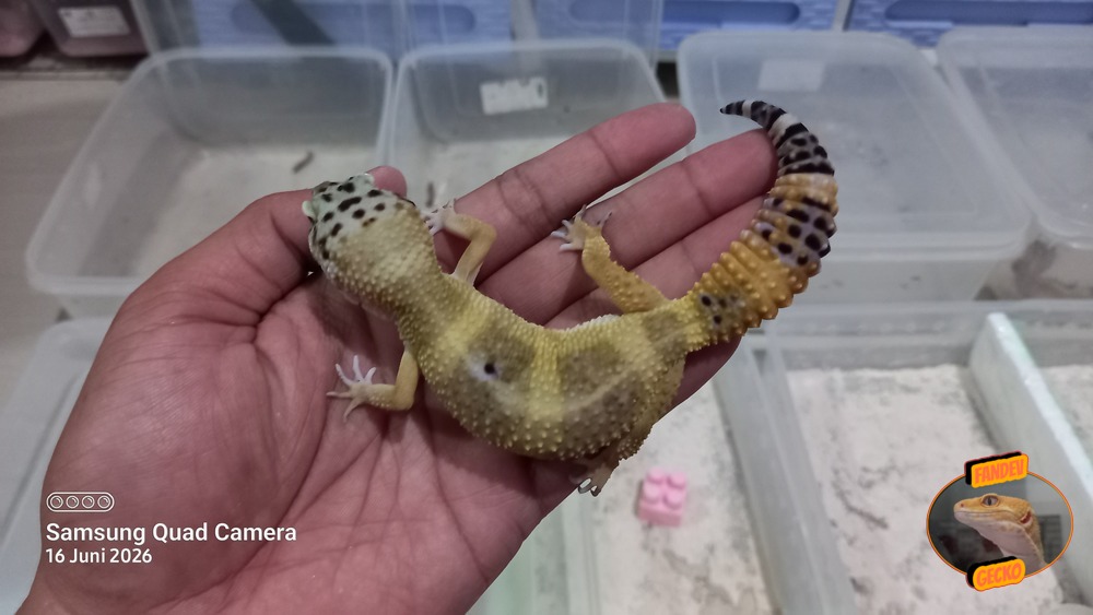 Blacknight Hypo Tangerine p Giant h Tremper