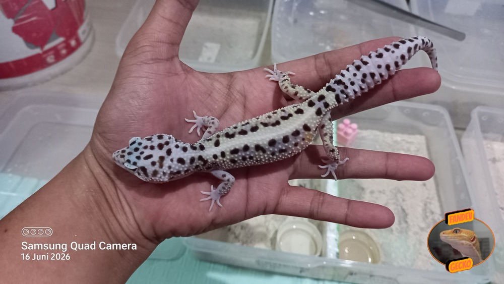 Macksnow Bold Stripe h Eclipse h Tremper