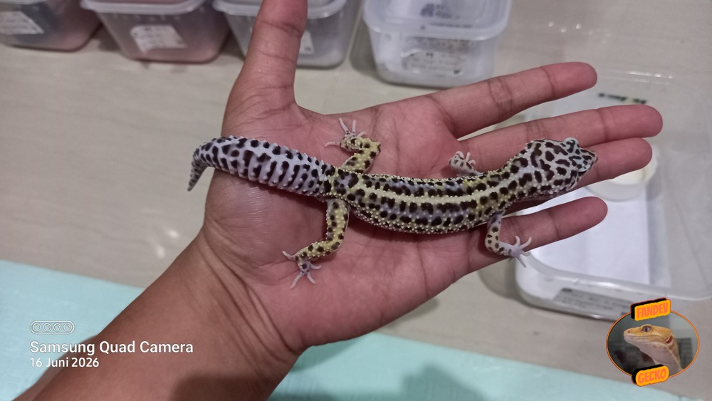 Macksnow Bold Stripe h Eclipse h Tremper